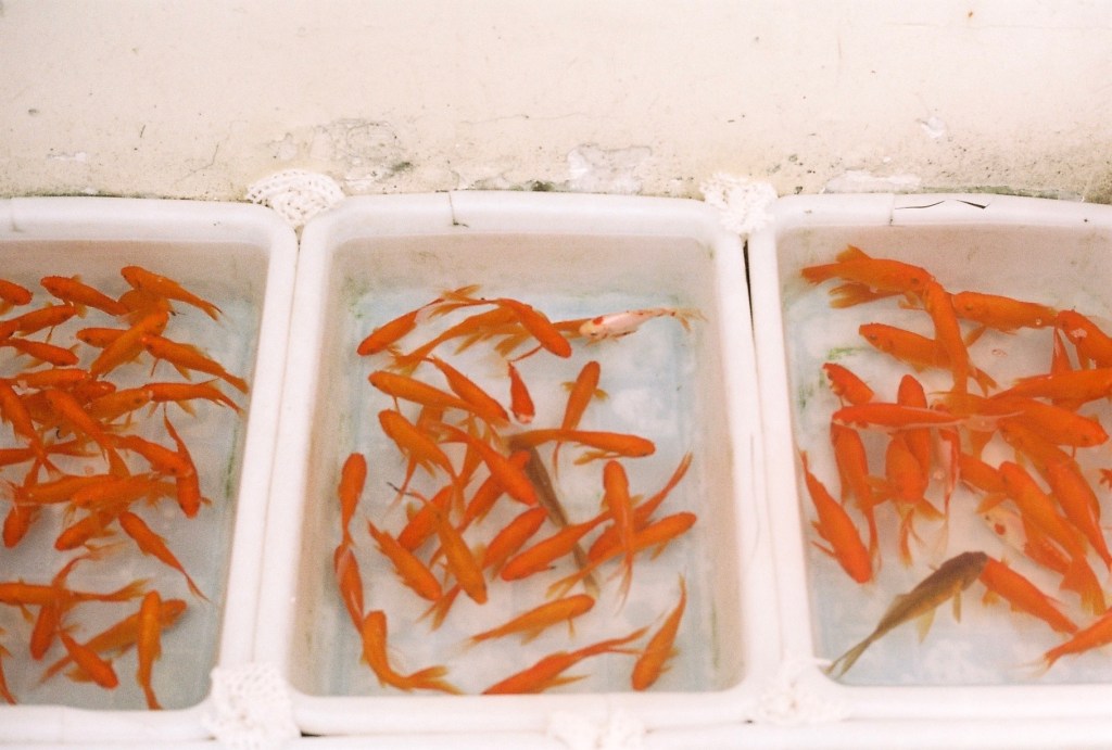 川大花园，成都 （2019）