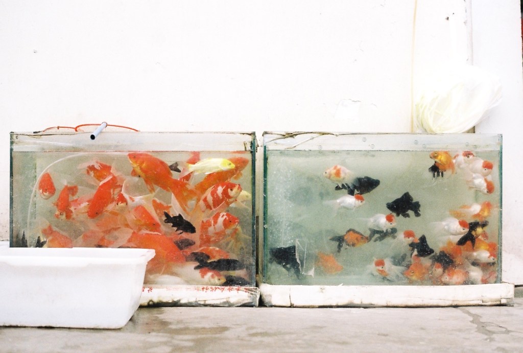 川大花园，成都 （2019）